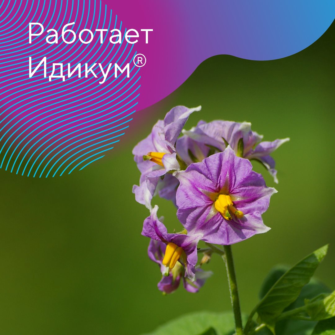 Maximizing Potato Yield: The Power of Idikum® in Combatting Diseases