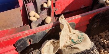 Unveiling the Future of Potato Cultivation: Insights from the Southern Heartlands of Russia