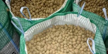 Ensuring Quality: Russia’s Rosselkhoznadzor Oversees Initial Seed Potato Shipments from Kaluga Region