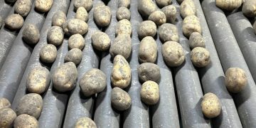 Elite Seed Varieties for Thriving Agriculture in Central Asia