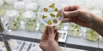 PoLoPo SuperAA platform demonstrates protein production in potatoes