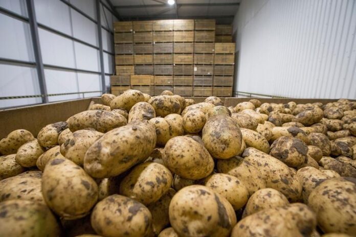 Previsto calo dei prezzi delle patate mentre l'India si prepara all'estate
