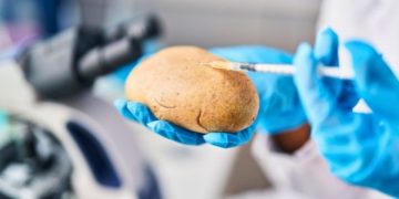 CRISPR gene editing reduces harmful glycoalkaloids in potatoes