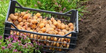 EU Parliament’s proposed changes to plant reproductive material regulation are raising concerns among the potato trade