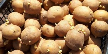 Europatat advocates for the reasonable regulation of the use of plant reproductive materials