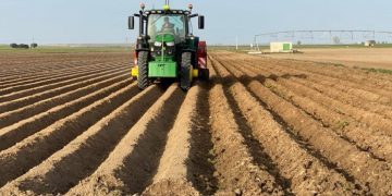 European Parliament Contemplates Potato Deregulation, Prompting Concerns for Crop Health