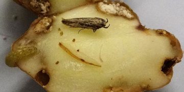 Colombia’s Fight Against the Guatemalan Moth Invasion