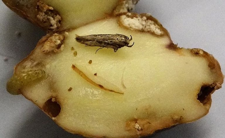 Colombia's Fight Against the Guatemalan Moth Invasion 18 Colombia’s Fight Against the Guatemalan Moth Invasion