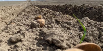 Remembering Frank Tiegs: A Titan in Northwest Agriculture