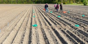 Maximizing Crop Quality and Yield: The Impact of Restrain Treatment on Agricultural Performance