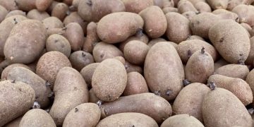 Navigating Challenges and Innovations: Insights from the Seed Potato Season