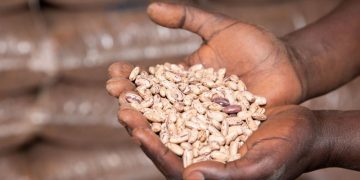 Empowering Farmers: Private Seed Sector Development in Burundi