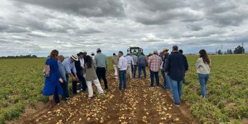 Embracing Innovation: The New Era of Potato Farming