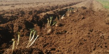 Revolutionizing Potato Cultivation: Innovations and Success Stories