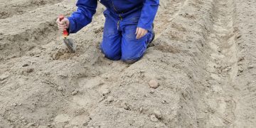 Advancing Blight Resistance: Organic Trial Fields Signal Progress in Potato Cultivation