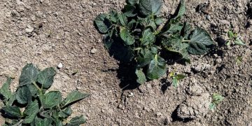 Navigating Agricultural Challenges: Mitigating the Impact of Frost on Potato Farming