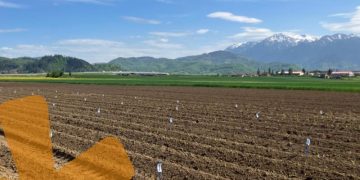 Unveiling Innovation: True Potato Seeds Redefine Planting Operations