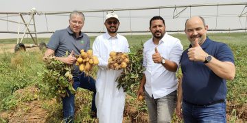 Unearthing Success: Danespo’s Potatoes Flourish in the Saudi Arabian Desert