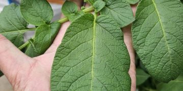 Maximizing Potato Cultivation Efficiency: A Sustainable Approach