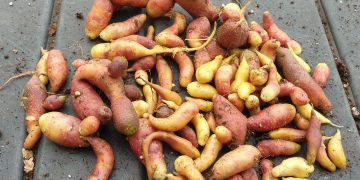 Unveiling the Mysteries of Potato Genomics: Insights from the Latest Harvest