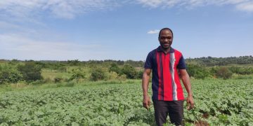 Seed Potato Production with Regenerative Solutions