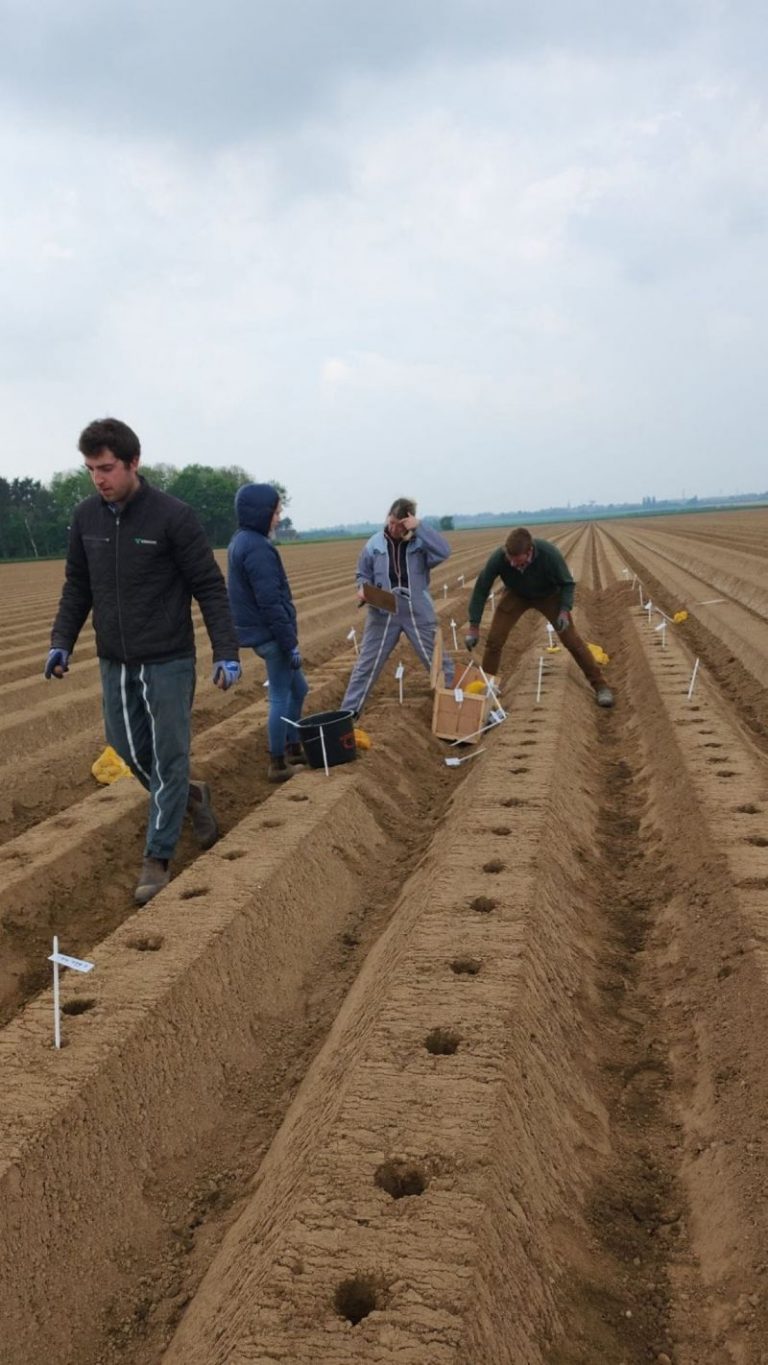 Maximizing Potato Yield: Insights from Comptoir du Plant's Agronomic Trials 5 Maximizing Potato Yield: Insights from Comptoir du Plant’s Agronomic Trials