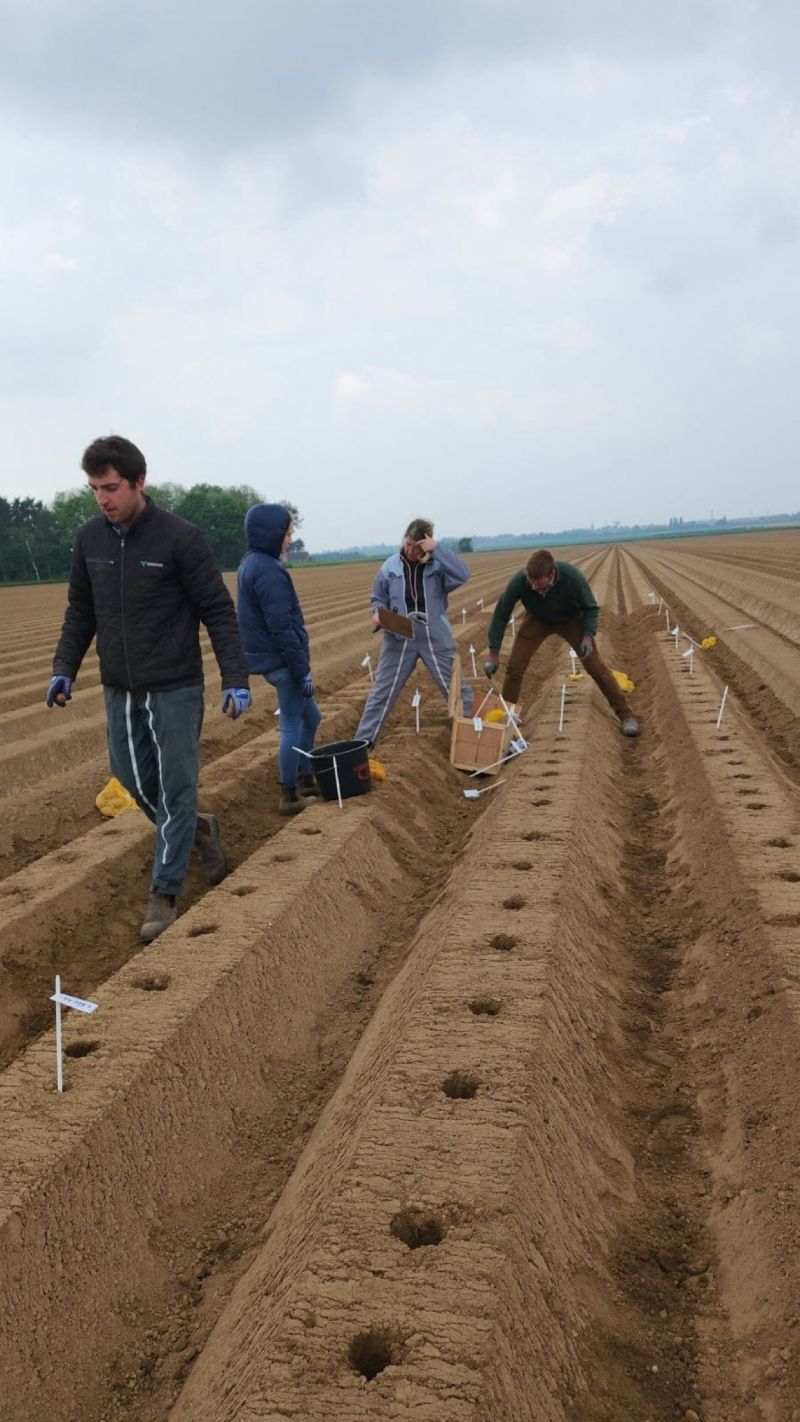Maximizing Potato Yield: Insights from Comptoir du Plant’s Agronomic Trials