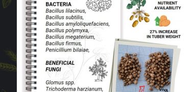 Maximizing Potato Yield with Microbial Inoculation