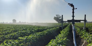 Innovations in Irrigation Techniques