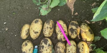 Evaluating Potato Harvest: Insights from Puglia’s Agricultural Tradition