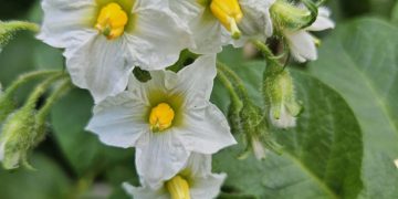 Maximizing Potato Yield: The Kervran Super Intensive Cultivation Method