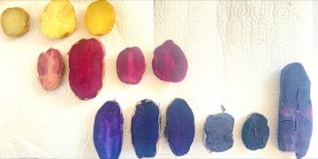 Unveiling Next-Gen Potato Varieties: Innovating Taste, Quality, and Yield