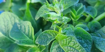 Maximizing Potato Cultivation: The Kervran Method Unveiled