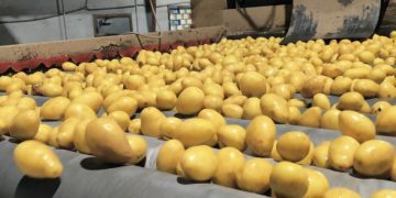Unveiling the Potato World: Innovation, Cultivation, and Consumption