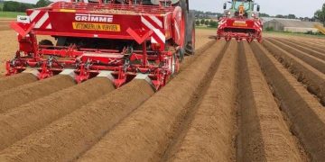 Weather Woes: Belgian Potato Farmers Face Challenges