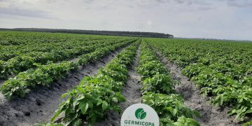 Successful Potato Cultivation in the Southwest of France: GERMICOPA’s PUNCHY Variety Thrives