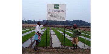 Small Farming Revolution: The Success of Small Farmers’ Large Field Model in India