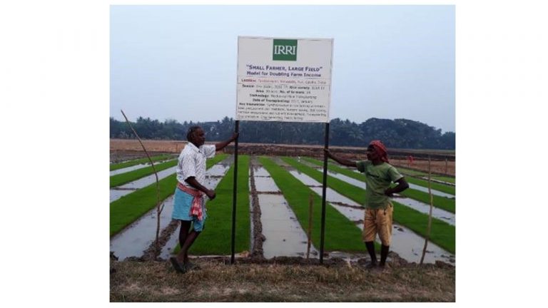 Small Farming Revolution: The Success of Small Farmers’ Large Field Model in India