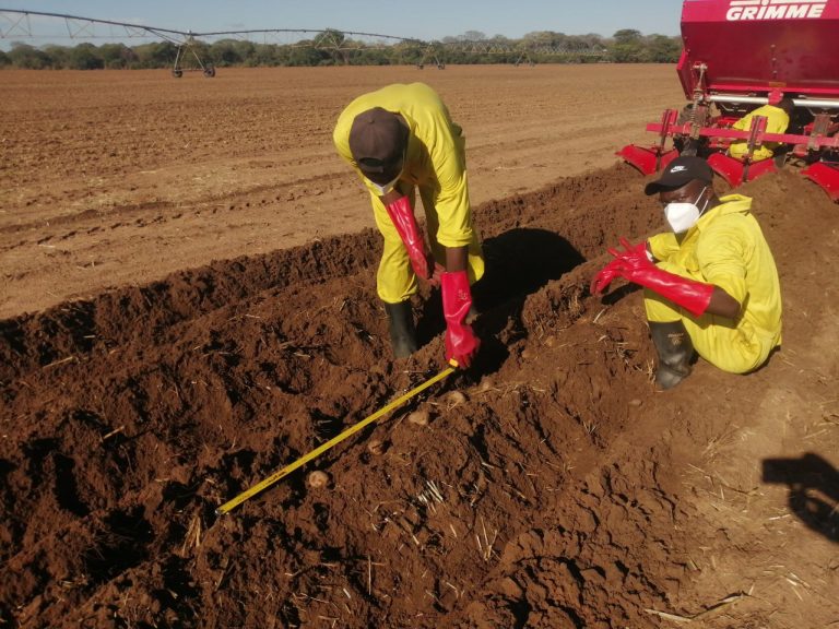Lauksaimnieku pilnvarošana: kartupeļu audzēšanas uzlabošana Zambijā un Tanzānijā
