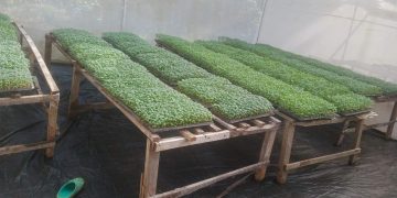 Unlocking Potential: The Power of Potato Apical Cuttings in Kenya