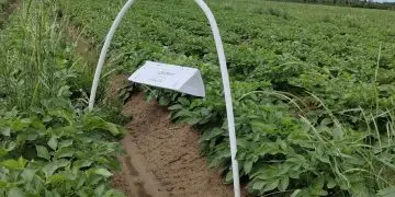 Agripat Società Agricola Cooperativa Enhances Potato Crop Management with Integrated Production Protocols