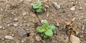 Promising Start for Maine’s Early Processing Crop of Caribou Russet