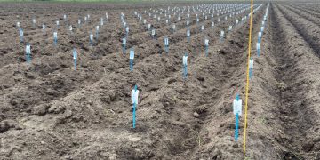 Advances in Potato Breeding: Successes in the Netherlands and Spain