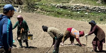 Enhancing Potato Farming Through Traditional Tillage Methods in Lahaul