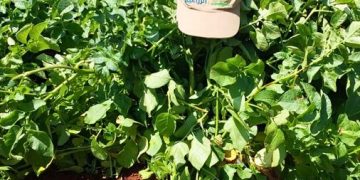 Sound: The New Potato Variety Making Waves in the Mediterranean