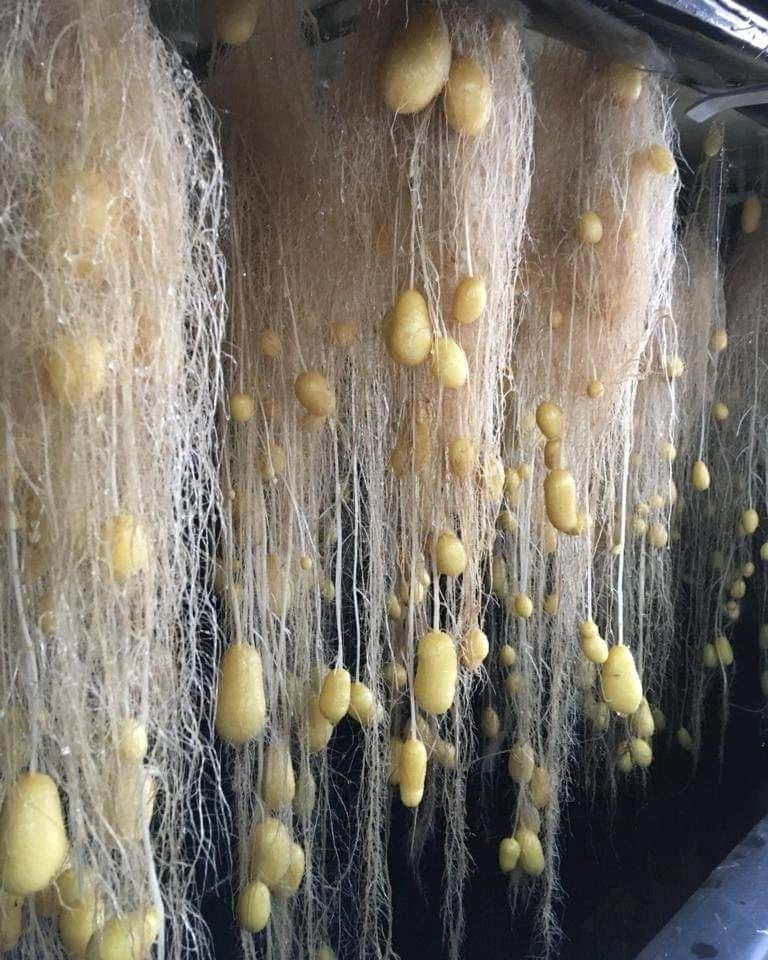 Celebrazione della Giornata internazionale della patata: riflettori puntati sulle patate da seme di qualità SPK