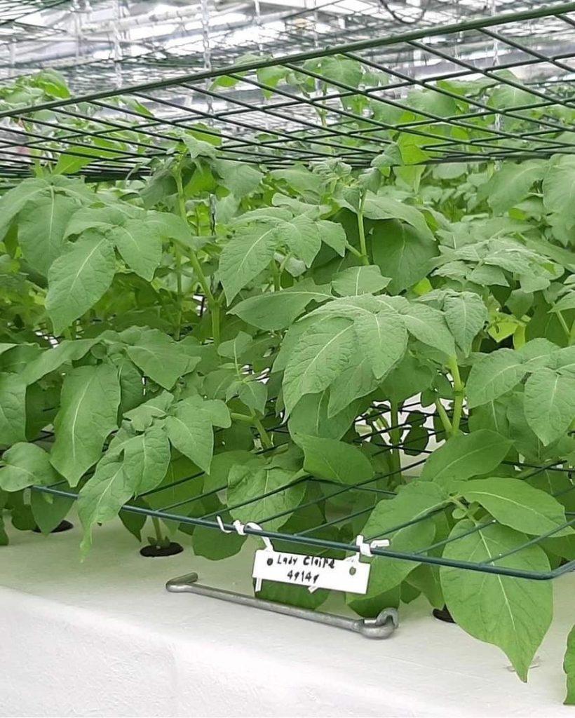 Celebrazione della Giornata internazionale della patata: riflettori puntati sulle patate da seme di qualità SPK