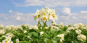 Harnessing Nature’s Bounty: Sustainable Practices in Potato Farming