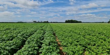 Maximizing Potato Yield: The Role of Optimized Nutritional Programs