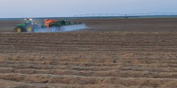 Potatoes and herbicide